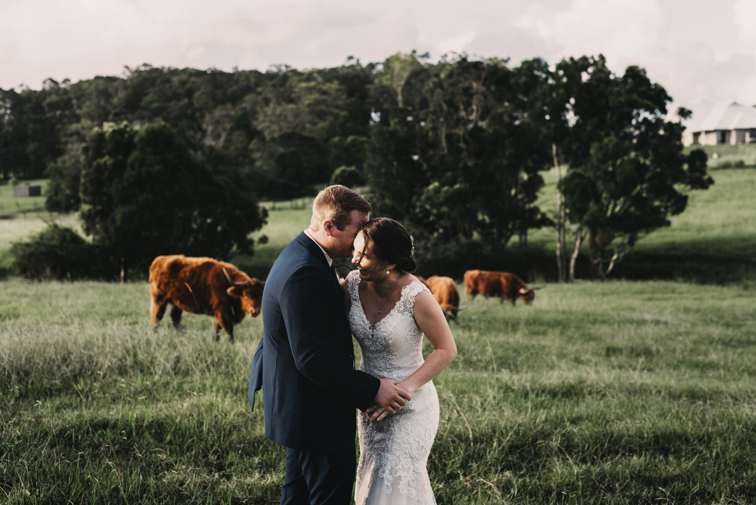 Highland Cows and Hinterland Wedding Wow - Flaxton Gardens